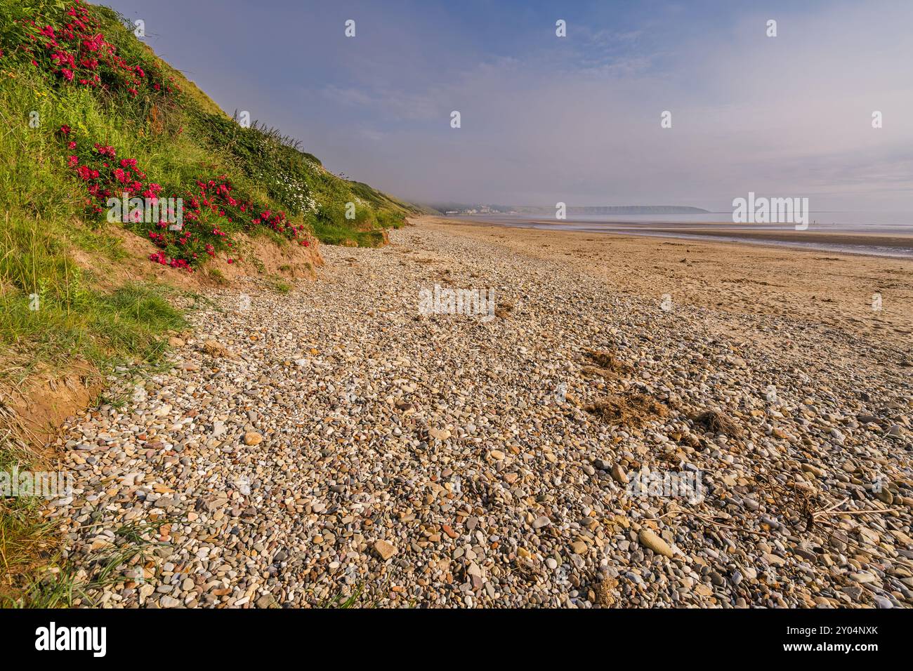 Wild Red Roses growing on the cliffs near Primrose Valley, Filey, North Yorkshire. In the distance is Filey Brigg. Stock Photo