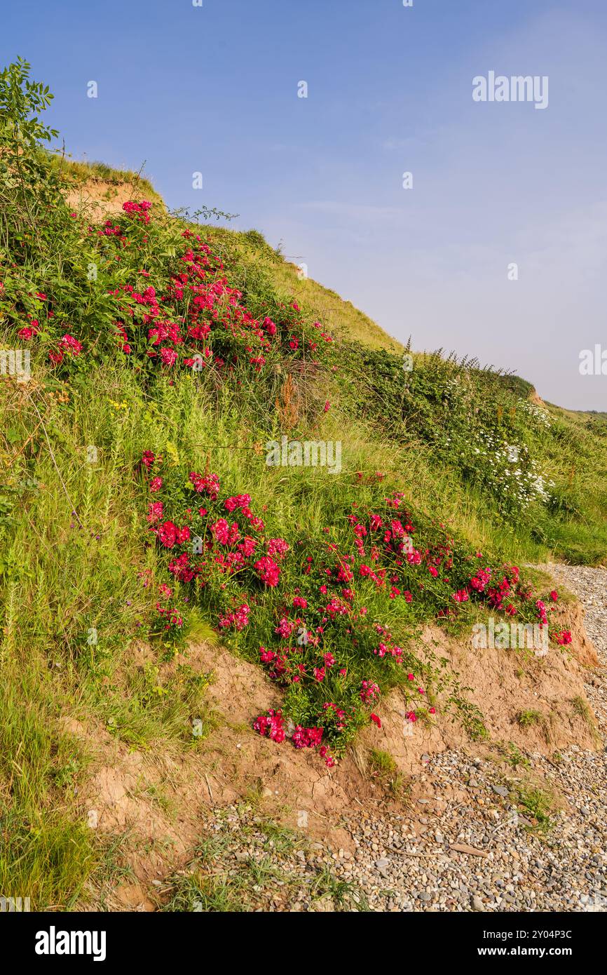 Wild Roses growing on the cliffs at Primrose Valley near Filey, North Yorkshire Stock Photo