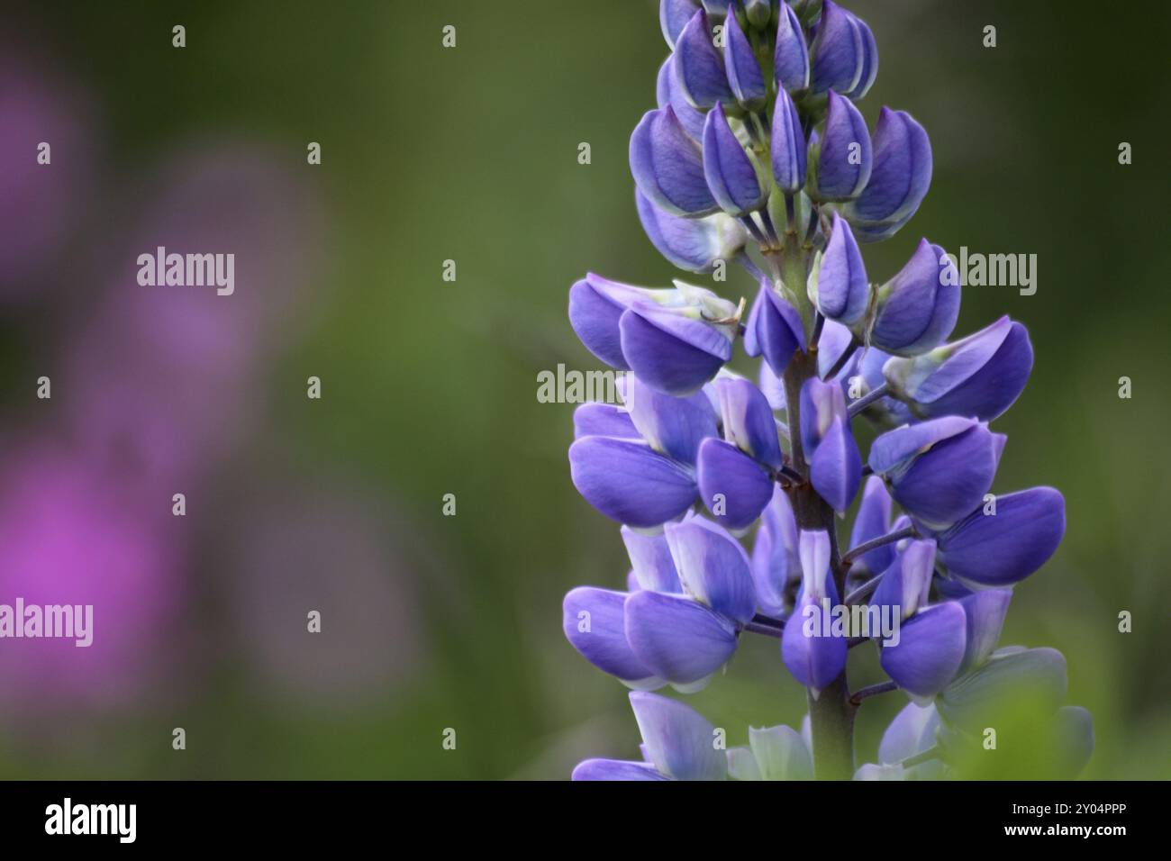 Lupin crop in bloom hi-res stock photography and images - Alamy