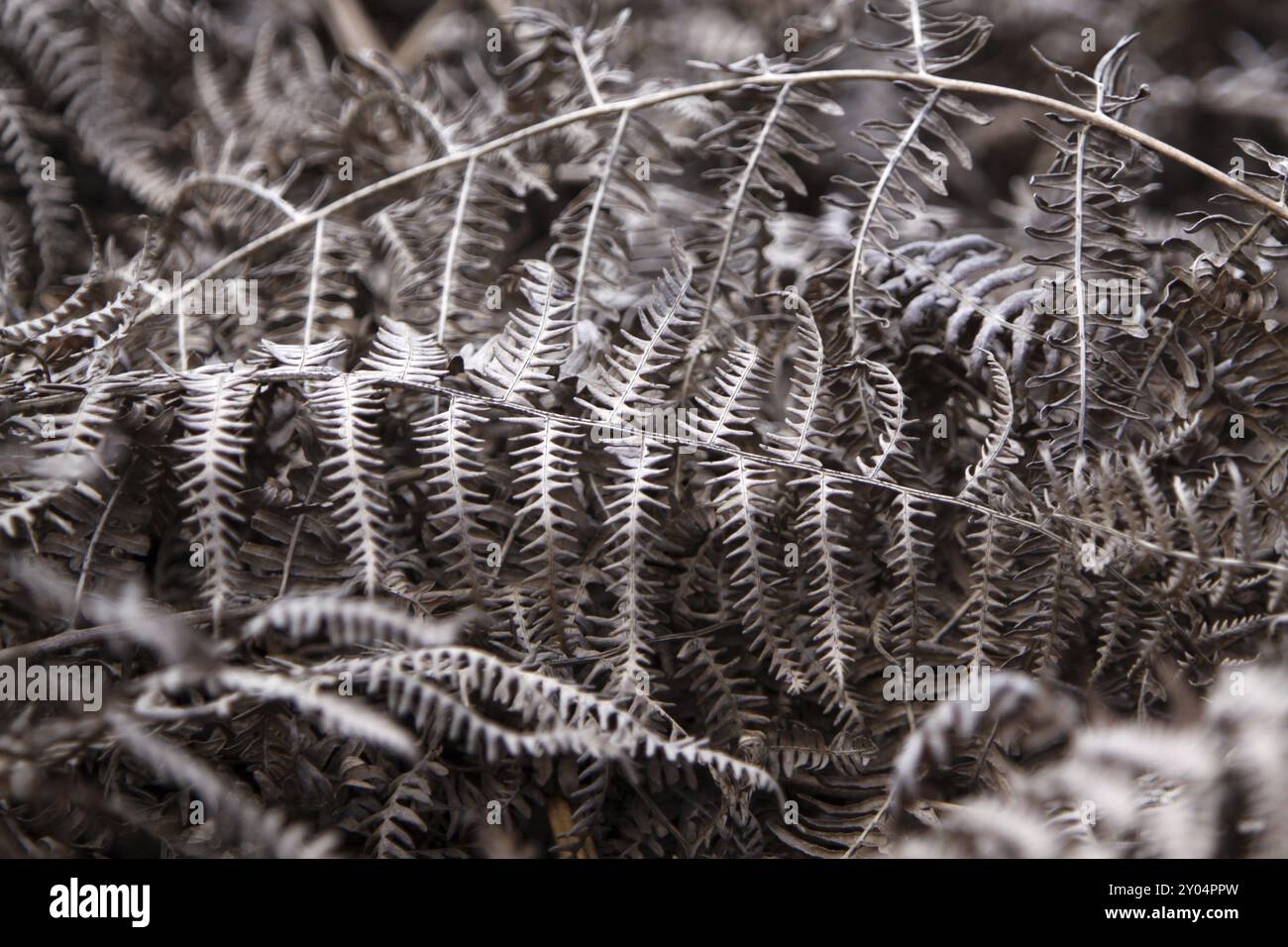 Dried fern fronds Stock Photo - Alamy