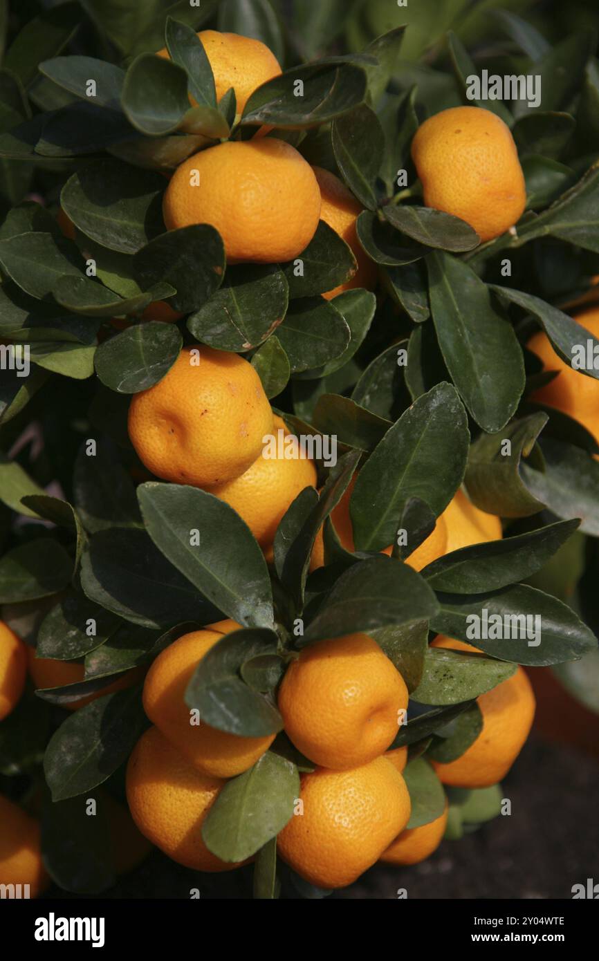 Tangerine citrus trees reticulata hi-res stock photography and images ...