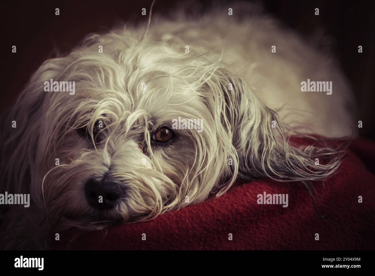 Small white Havanese lies on a red blanket and looks into the camera Stock Photo