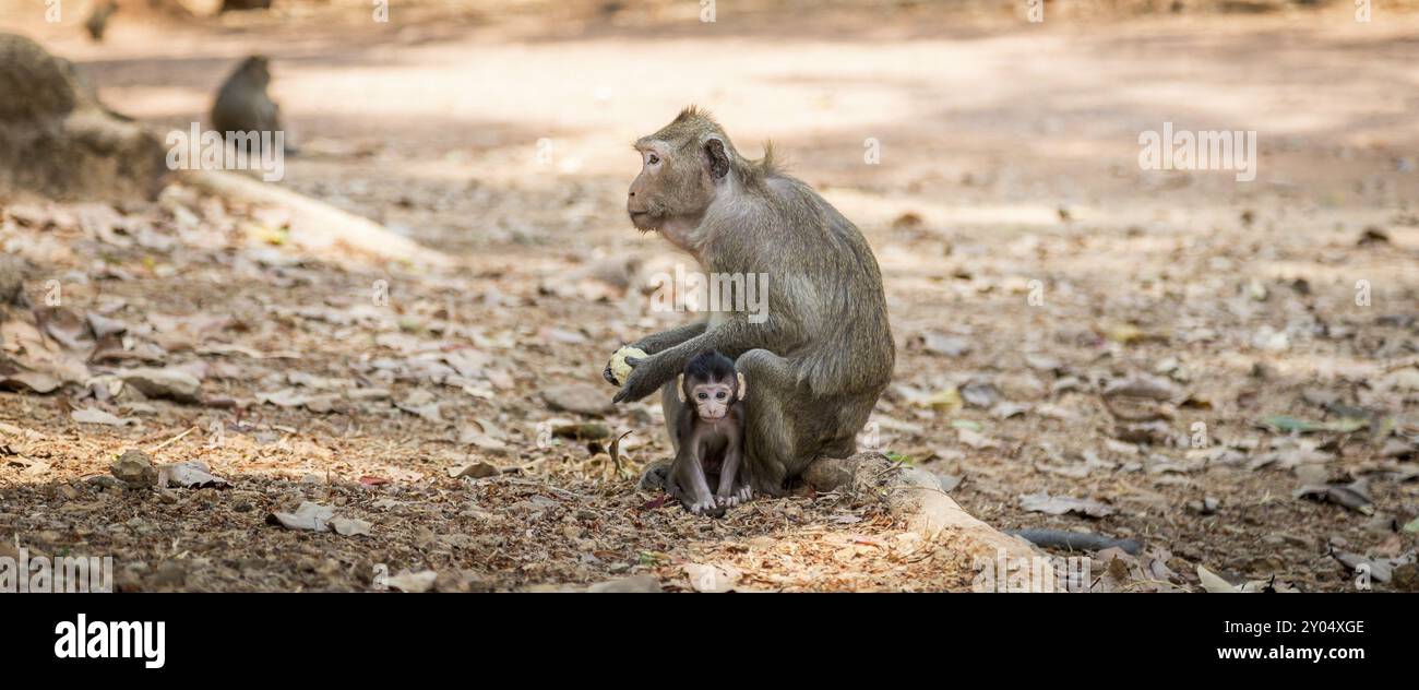 Monkey with baby in the temple complex of Angkor Wat, Cambodia, Asia ...