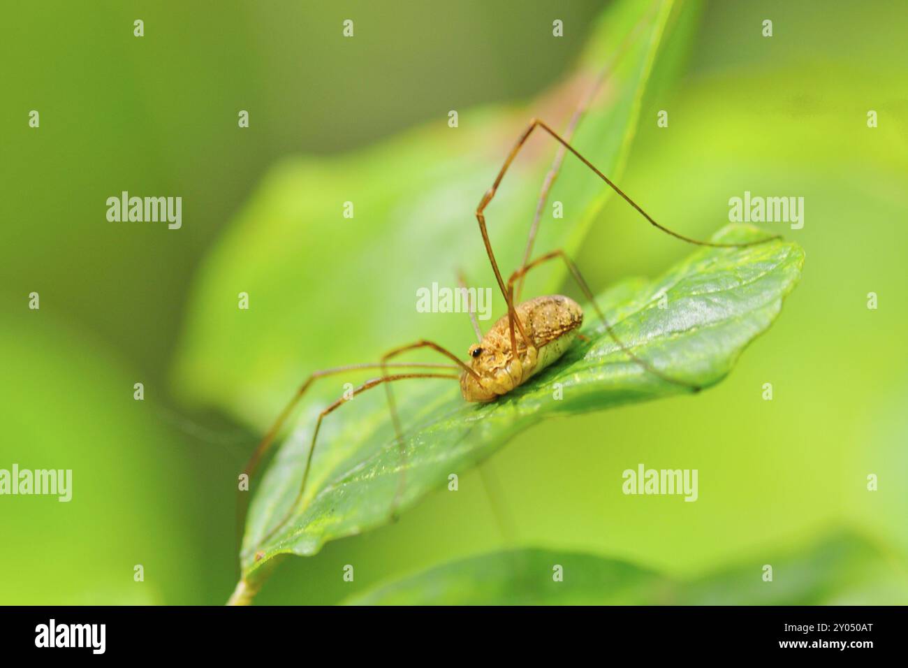 Opiliones on a leaf Stock Photo