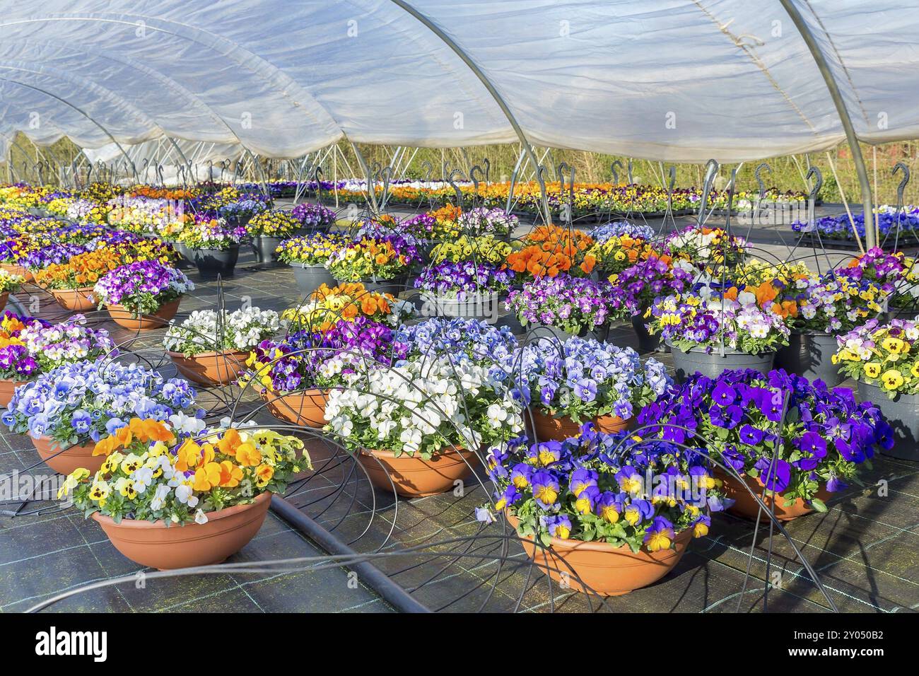 Plastic european greenhouse with blooming pansies in hanging baskets Stock Photo