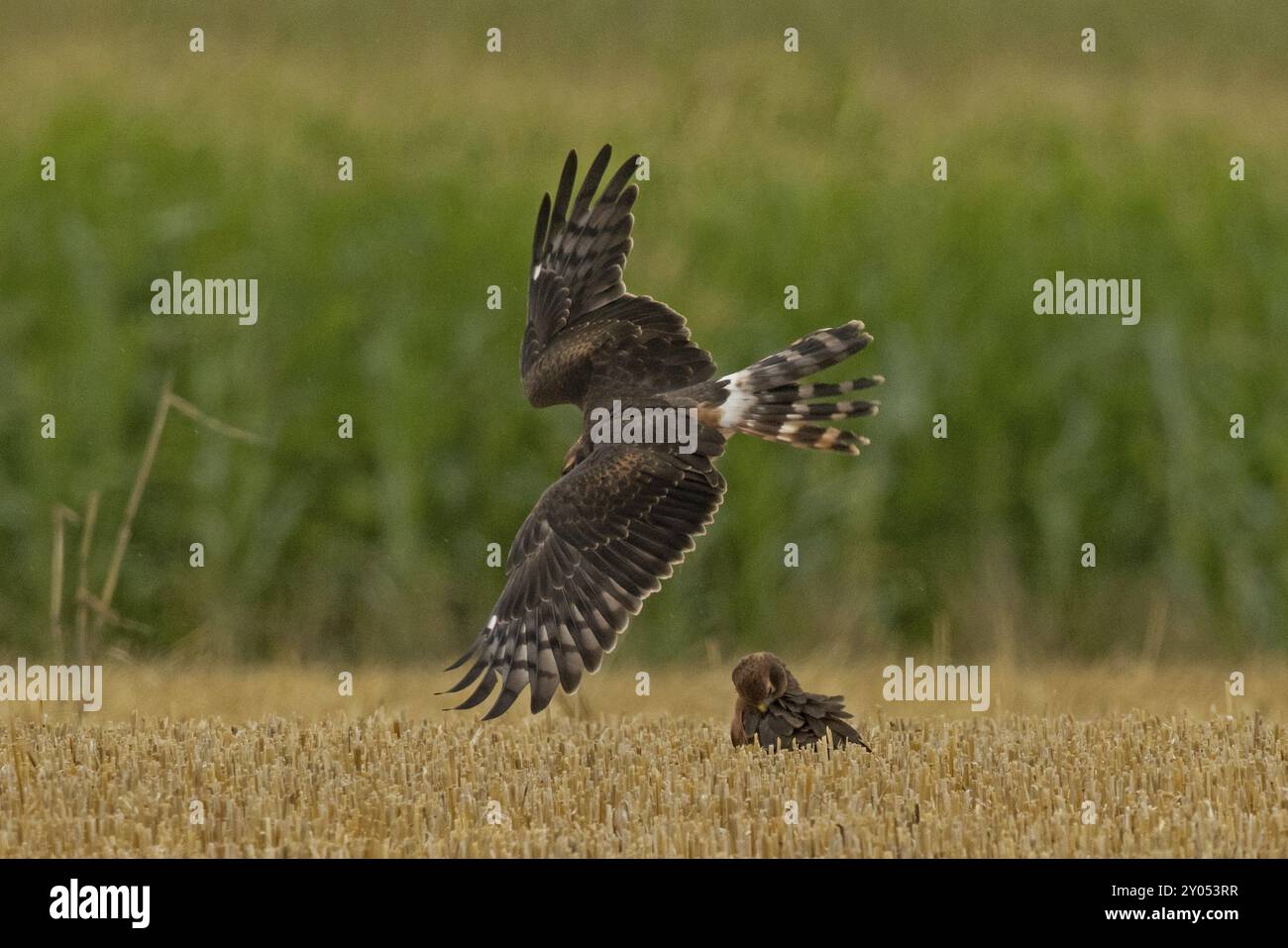Montagu's harrier young bird preening plumage sitting in harvested ...