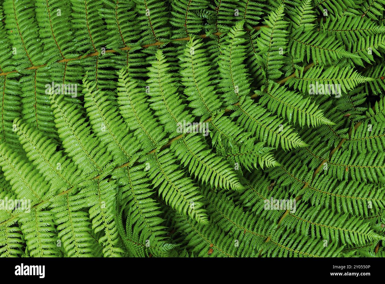 Fern Branch, Westland National Park, South West New Zealand World Heritage Site, West Coast, South Island New Zealand Westland National Park, South Is Stock Photo