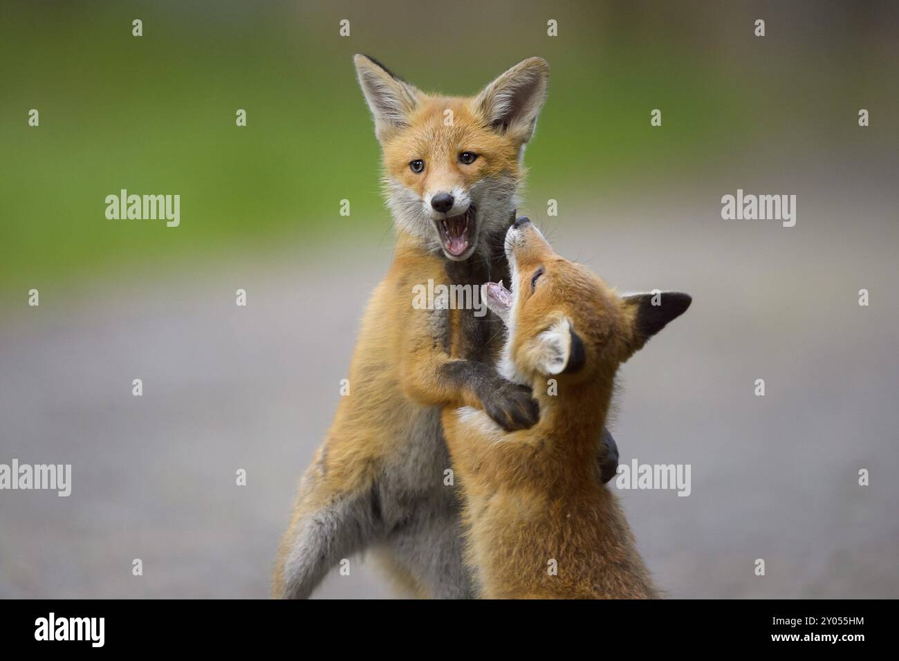 Red fox (Vulpes vulpes), two young foxes playing and practising fighting with each other, summer, Hesse, Germany, Europe Stock Photo