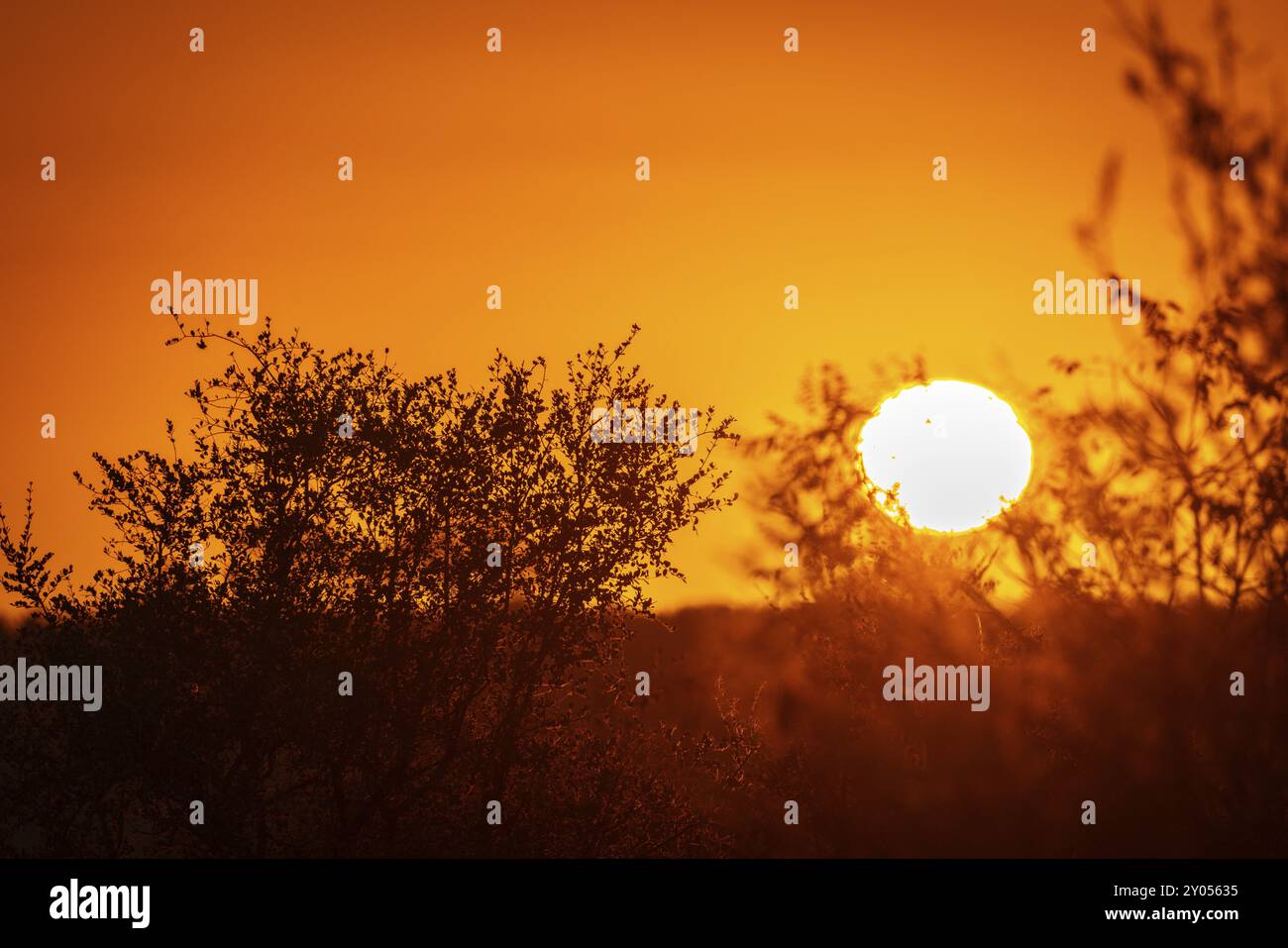 Savannah sunsets hi-res stock photography and images - Alamy