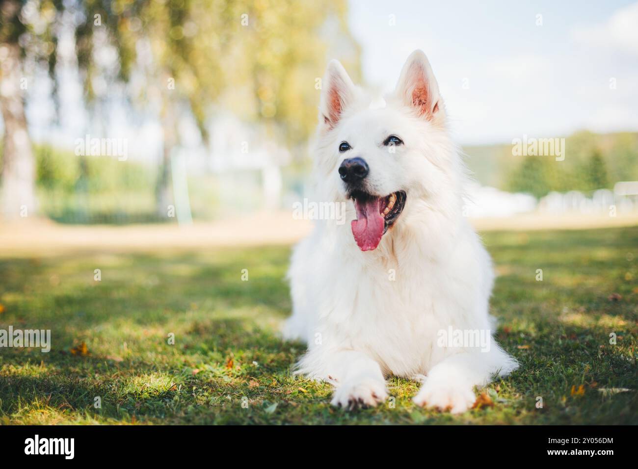 Berger Blanc Suisse Stock Photo