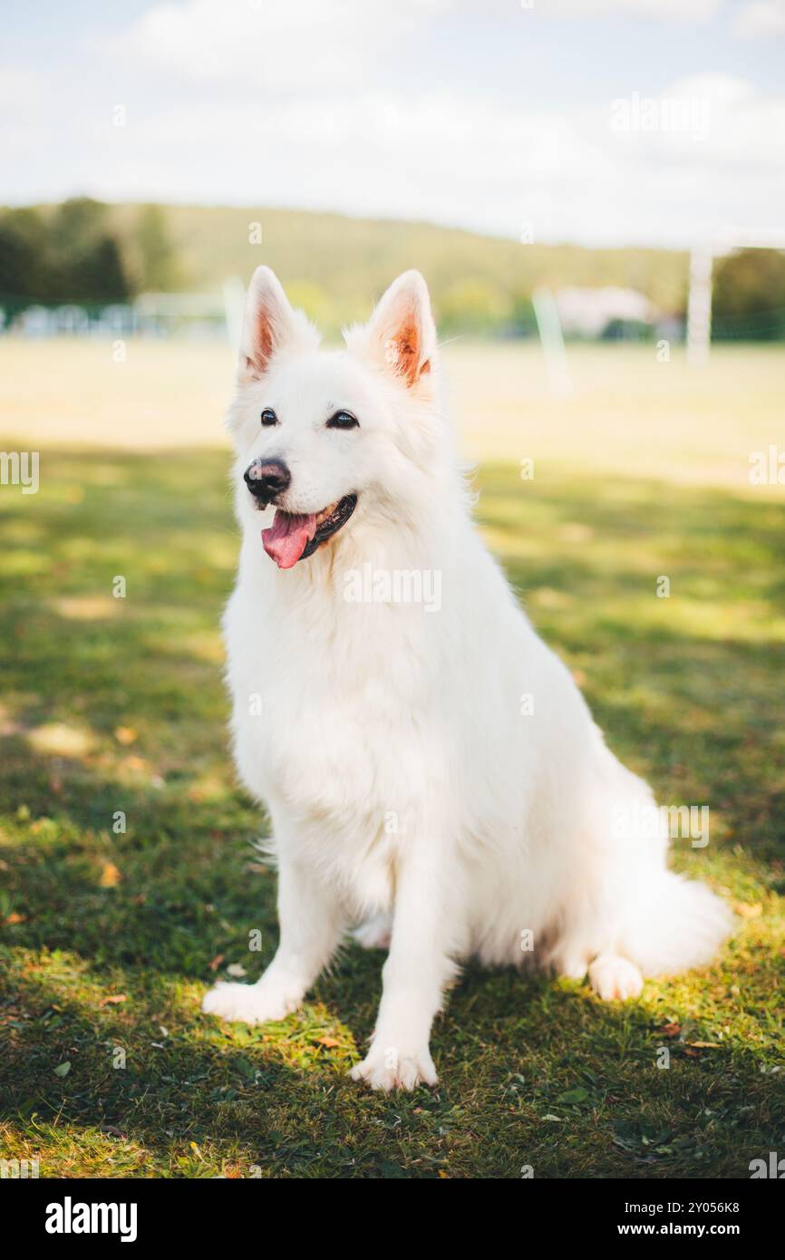 Berger Blanc Suisse Stock Photo