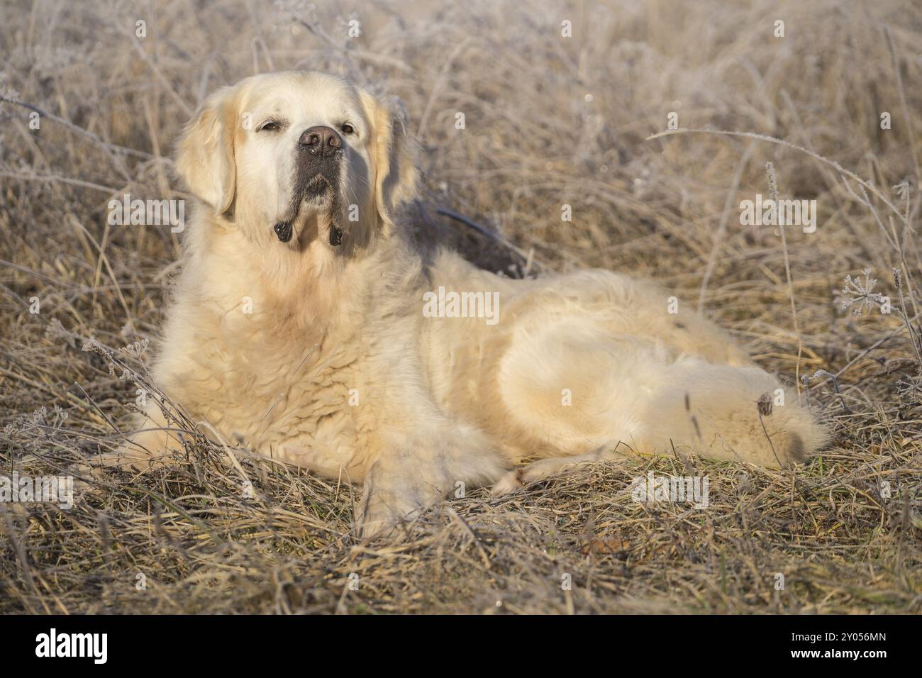 Golden hounds hi-res stock photography and images - Alamy