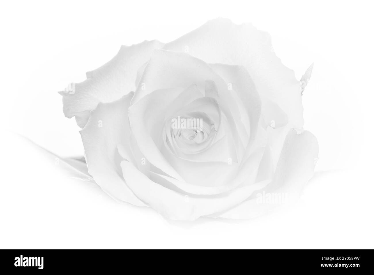 White rose blossom against a white background Stock Photo - Alamy