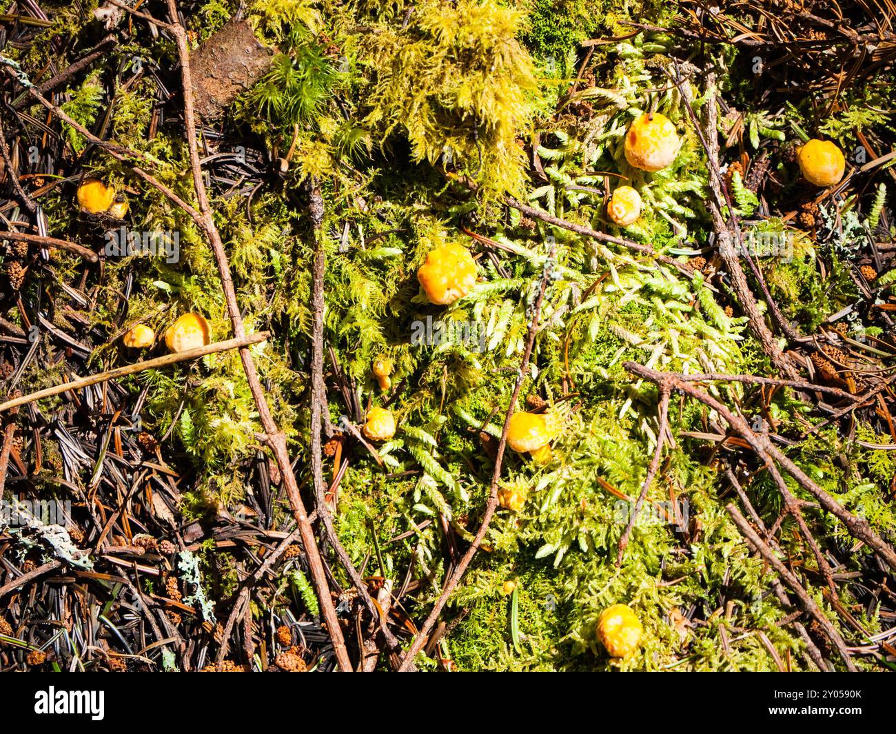 Chanterelle Mushrooms on the forest floor,Scotland, UK. Stock Photo