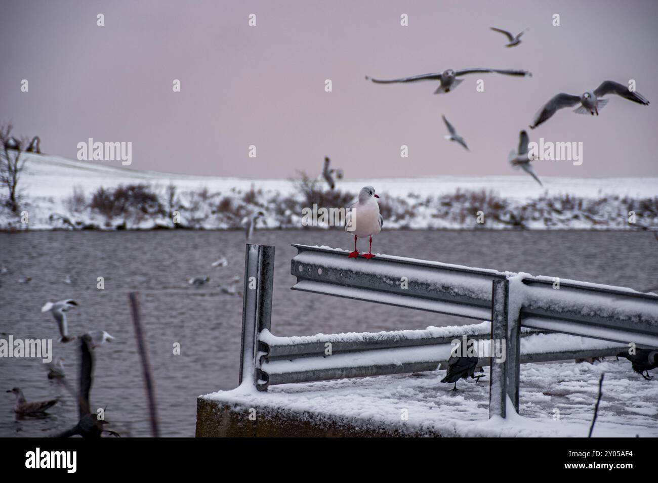 Winter birds looking for food on Malmo canal, Sweden Stock Photo