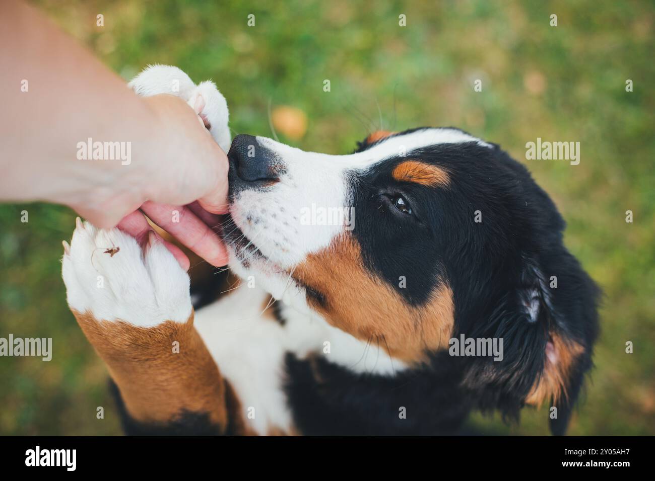 Bernese Mountain Dog puppy Stock Photo