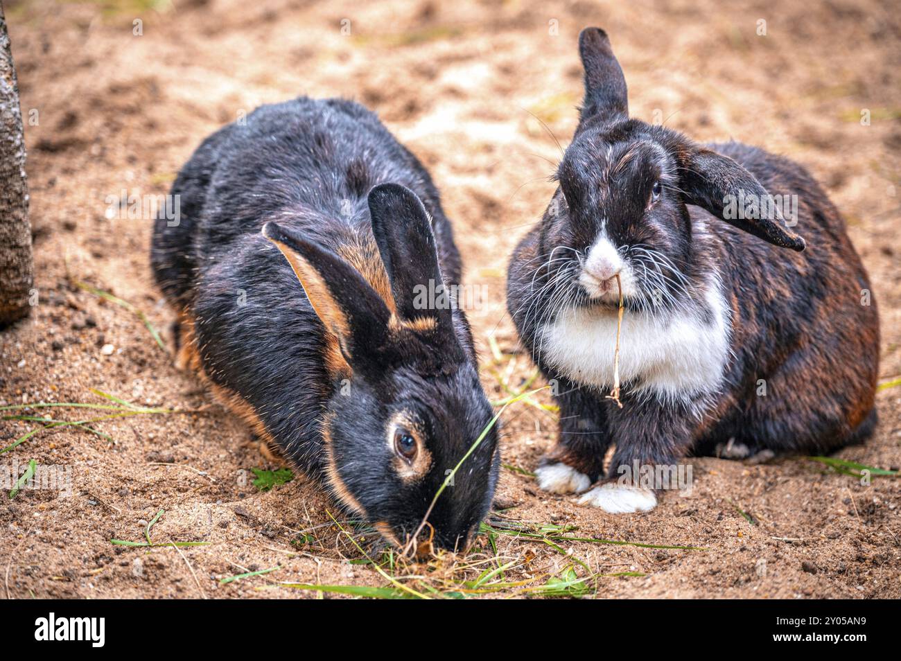 Two rabbits (Oryctolagus cuniculus) sitting on sandy ground, one eating ...