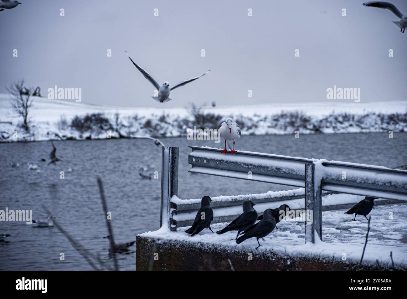 Winter birds looking for food on Malmo canal, Sweden Stock Photo