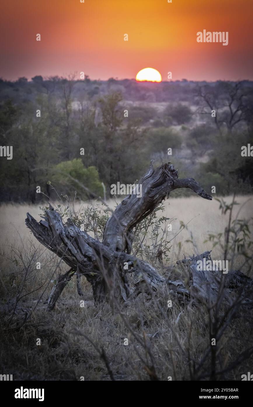 Savannah sunsets hi-res stock photography and images - Alamy
