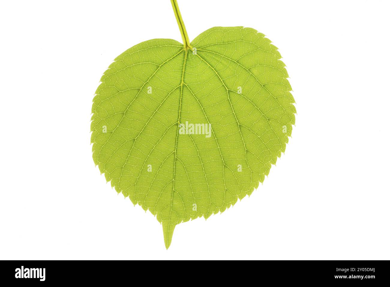 Lime tree leaves in Cut Out Stock Images & Pictures - Alamy