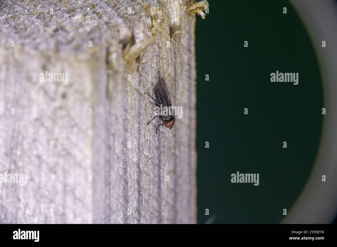 Root Magnotta Insect Anthomyiidae family Root-maggot fly wild nature insect wallpaper ...