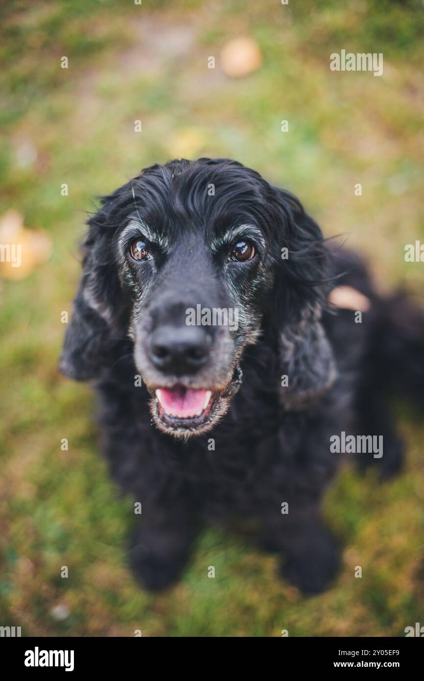English Cocker Spaniel Stock Photo