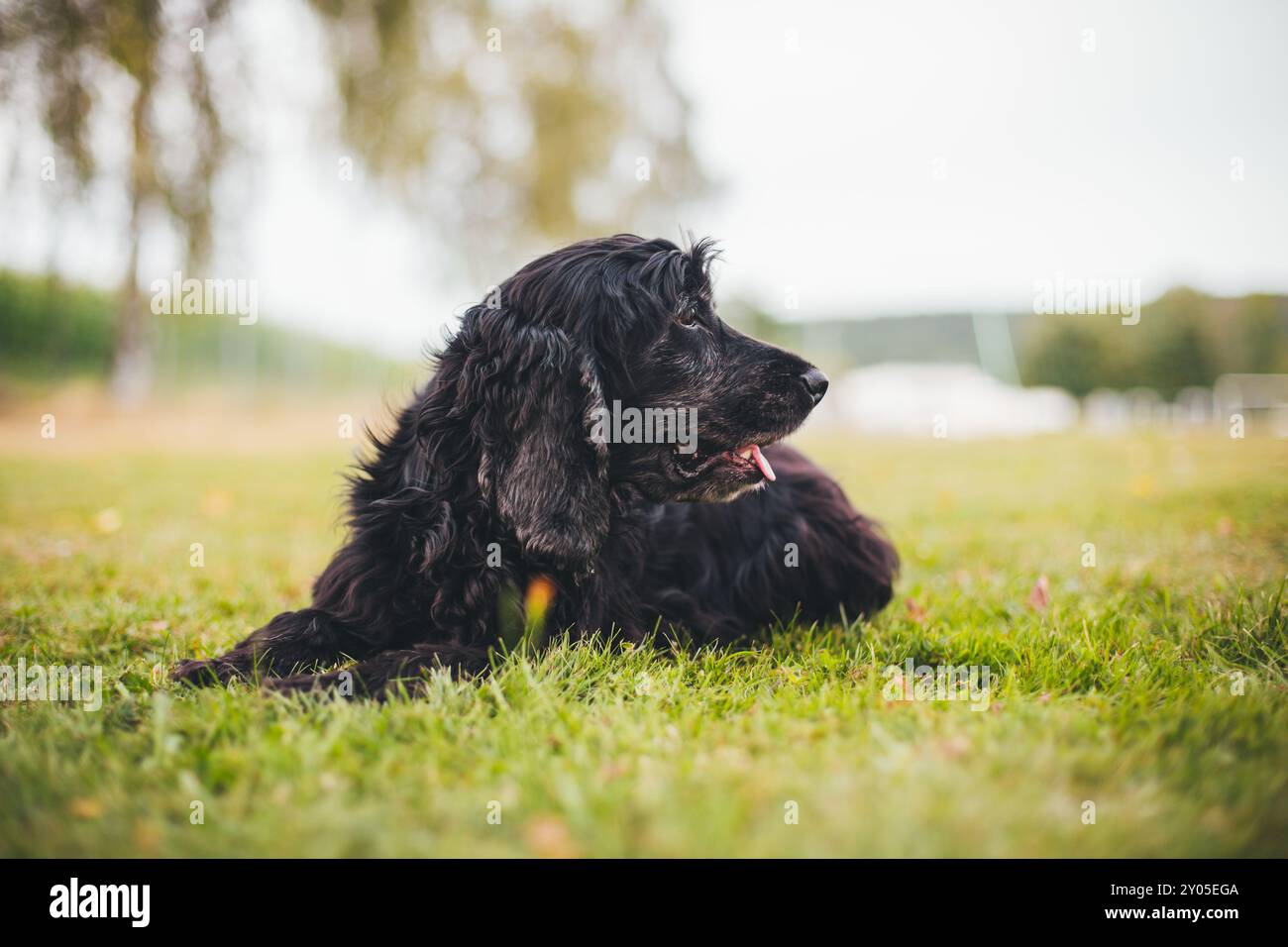 English Cocker Spaniel Stock Photo