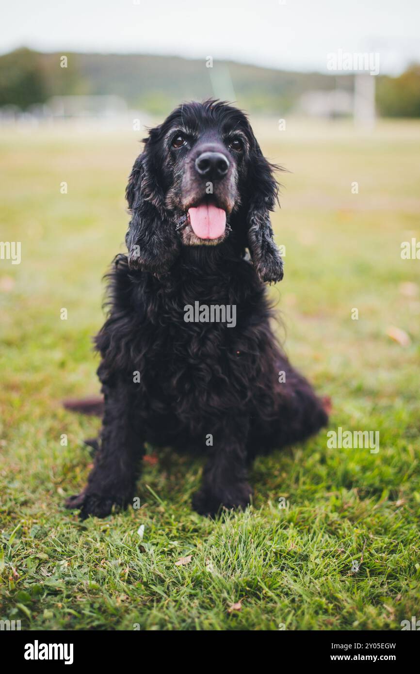 English Cocker Spaniel Stock Photo