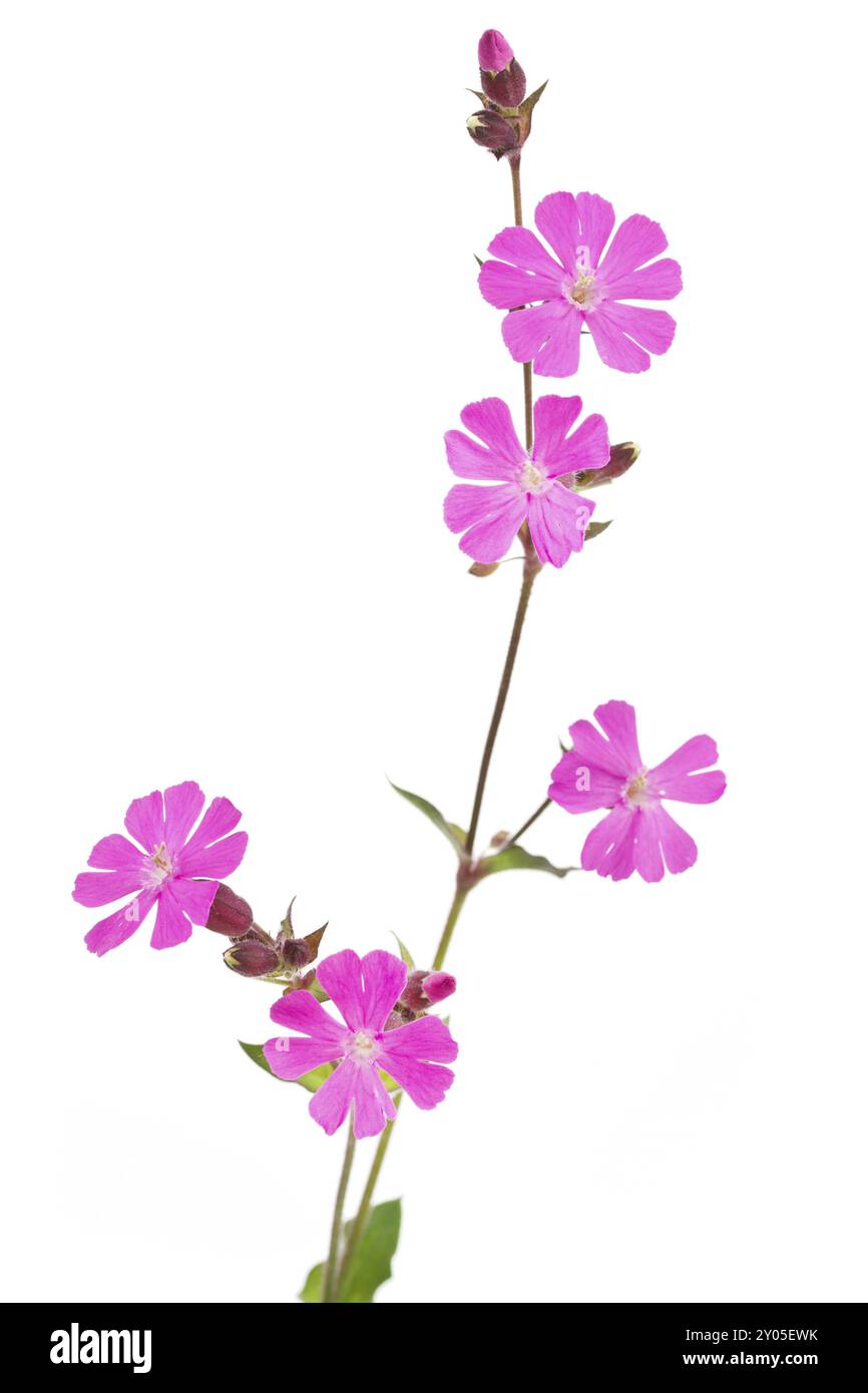Red campion (Silene dioica) on a white background Stock Photo