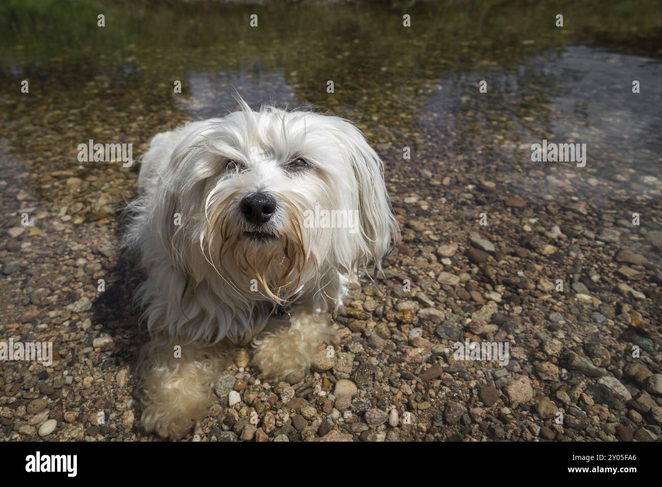 Small white Havanese lying in the water Stock Photo