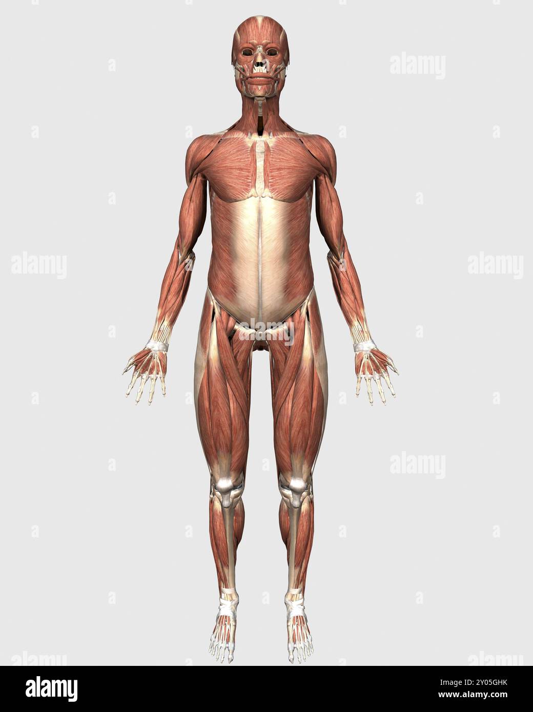 Human muscular system hi-res stock photography and images - Alamy