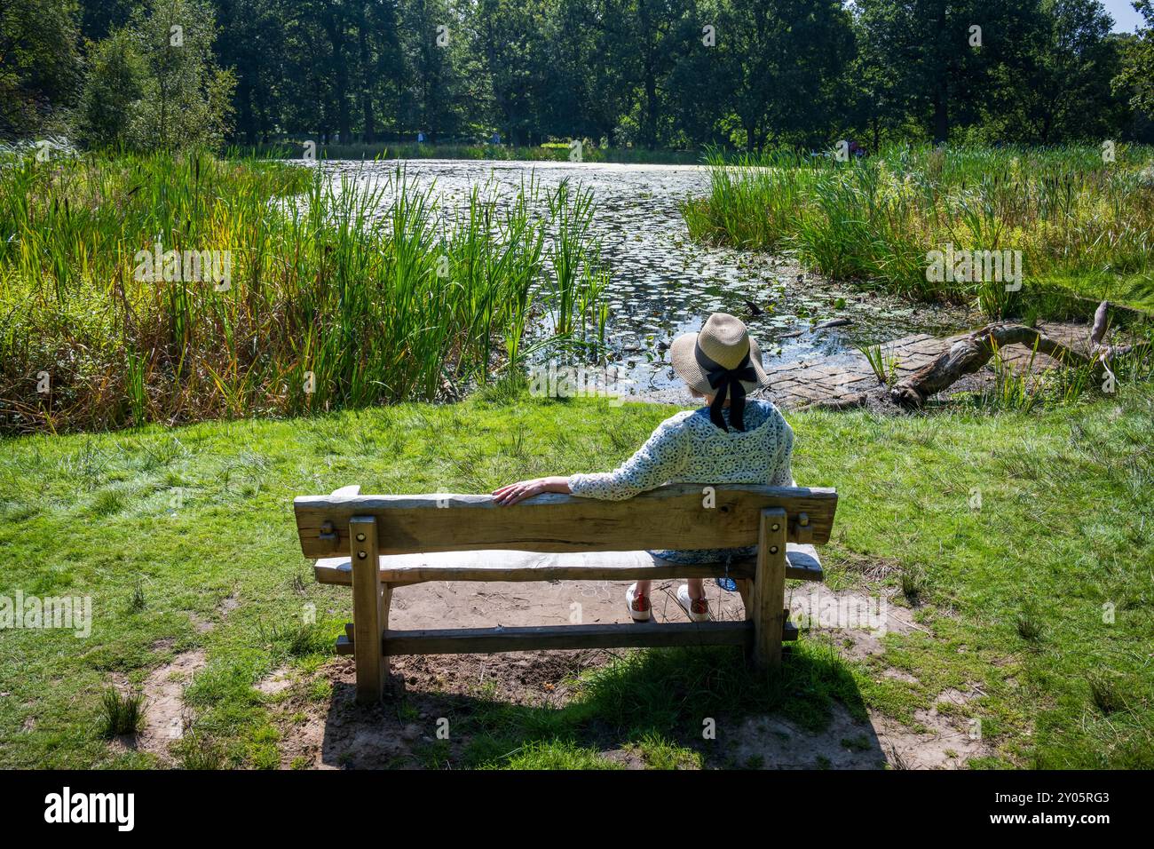 Lone woman sitting on bench by a lilypond carpeted in waterlillies on a sunny summers afternoon. Stock Photo