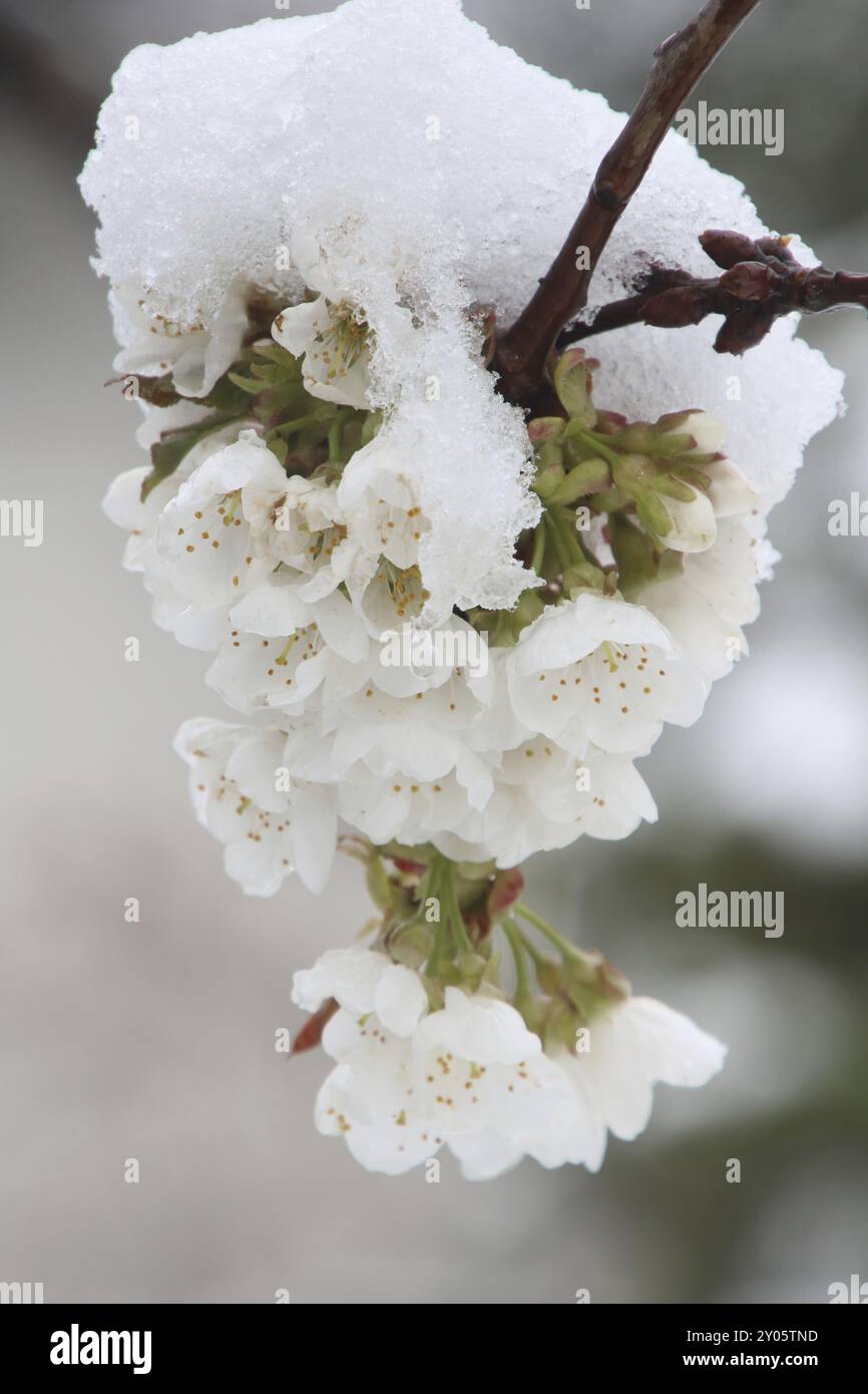 Snow-covered cherry blossoms Stock Photo