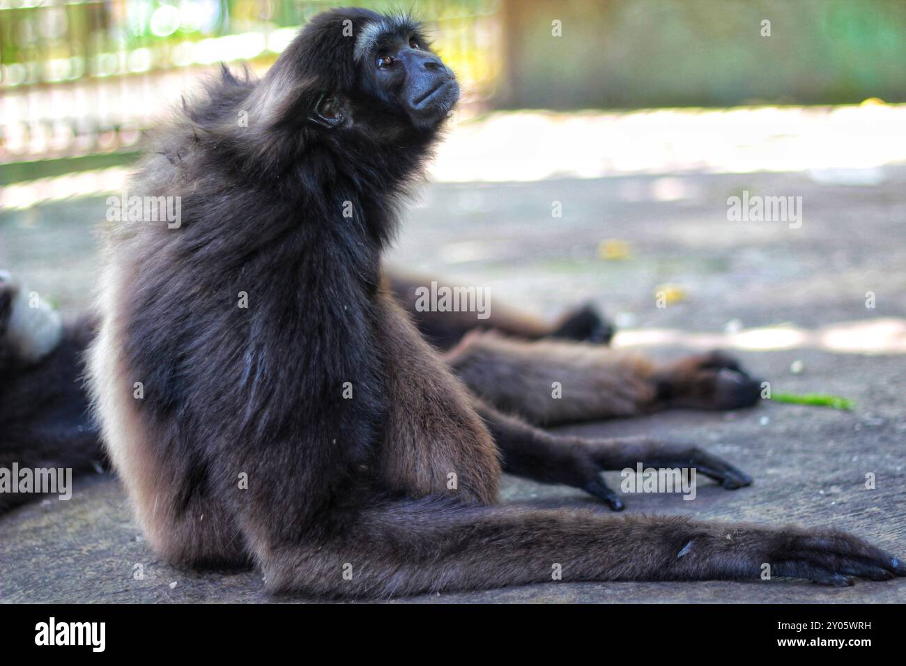 The agile gibbon (Hylobates agilis), also called the black-handed gibbon, is an Old World primate, and is a part of the gibbon family. Stock Photo