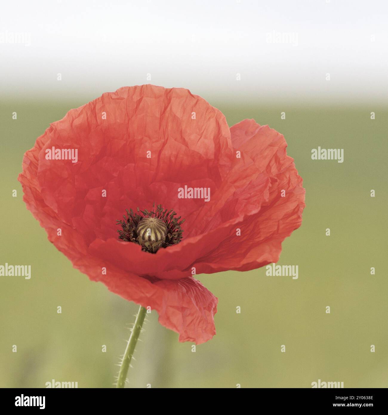 Pale red poppy hi-res stock photography and images - Alamy