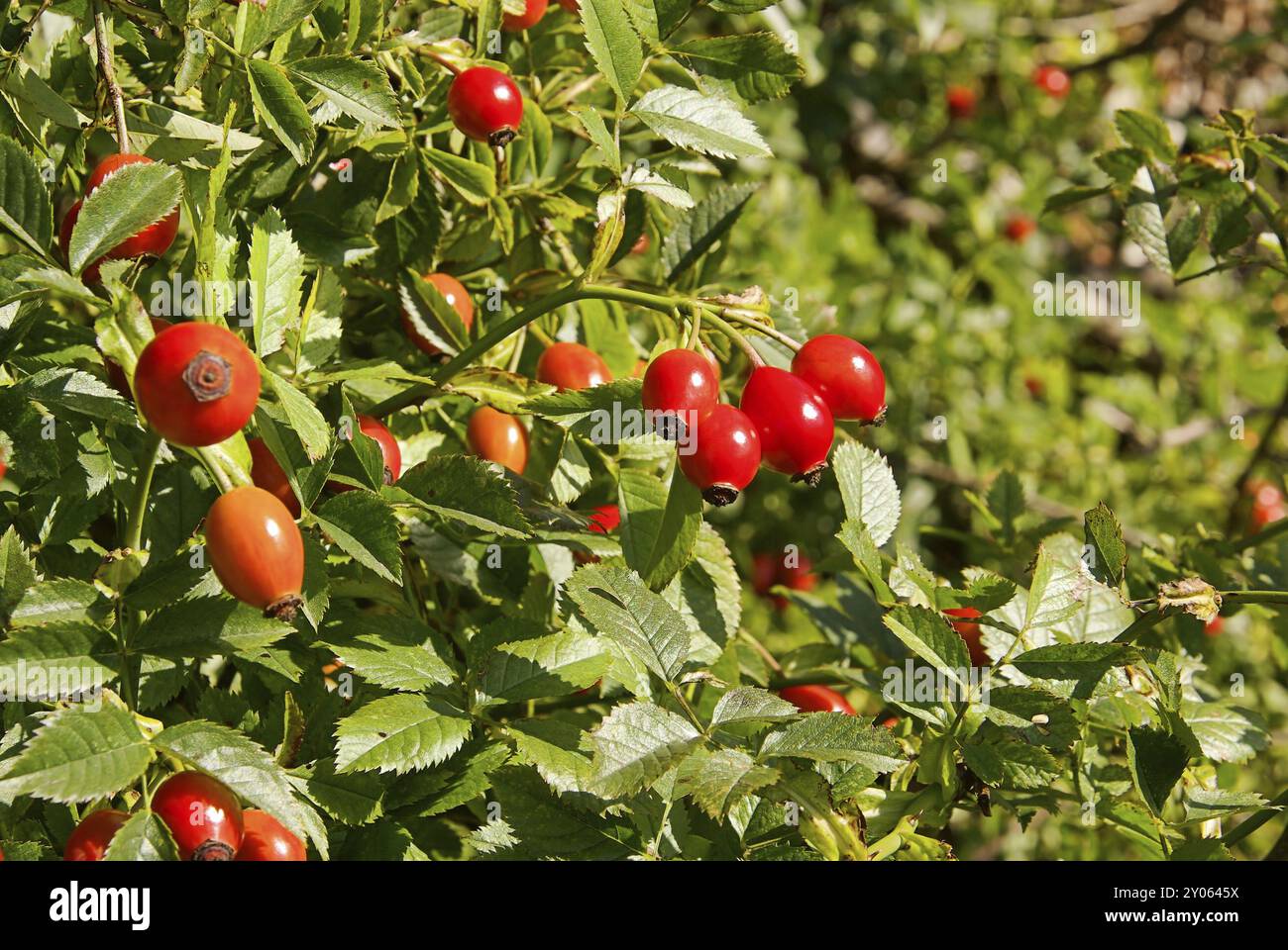 Rose hip teas hi-res stock photography and images - Alamy