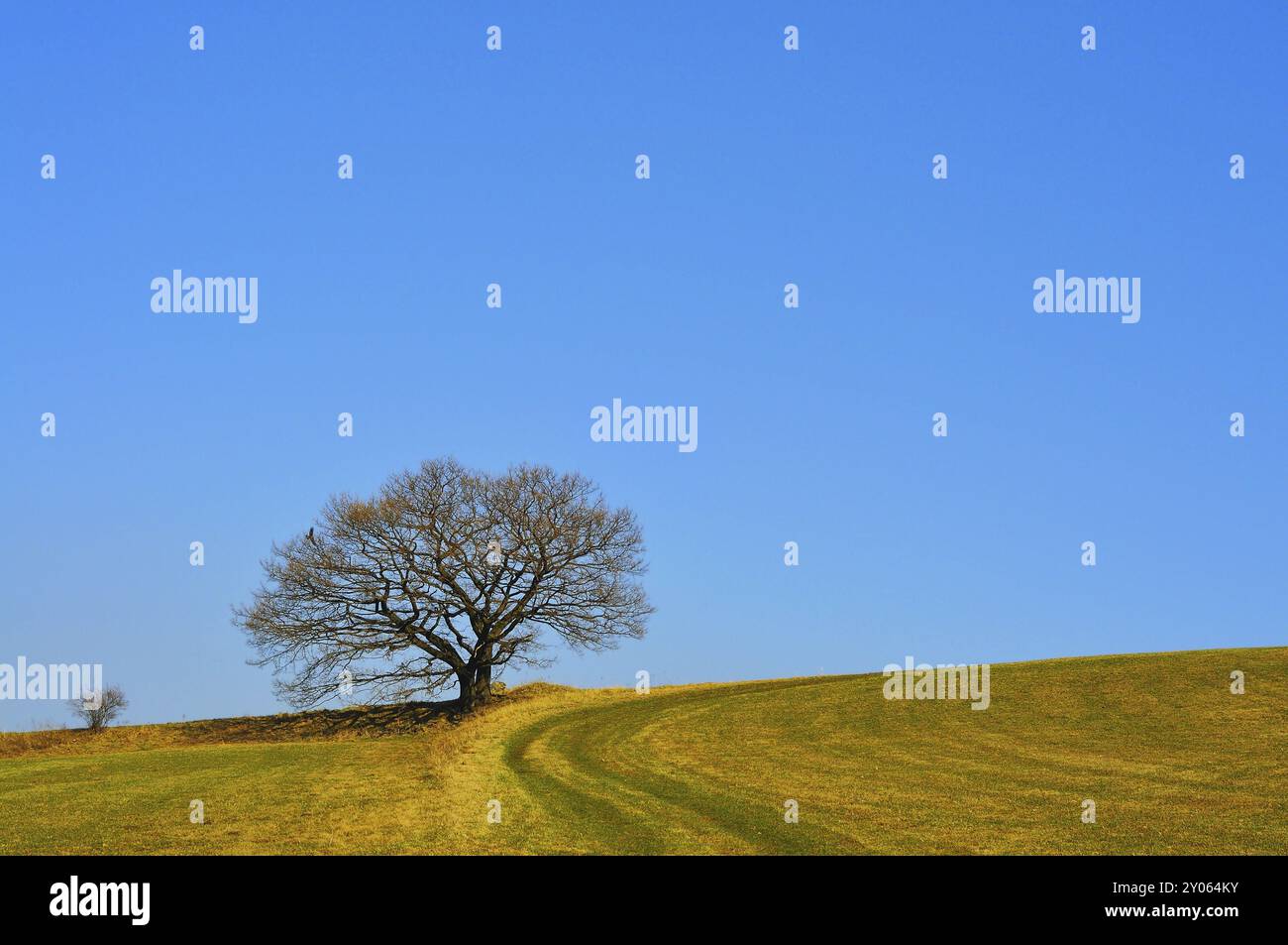 Deciduous tree in the spring hi-res stock photography and images - Alamy