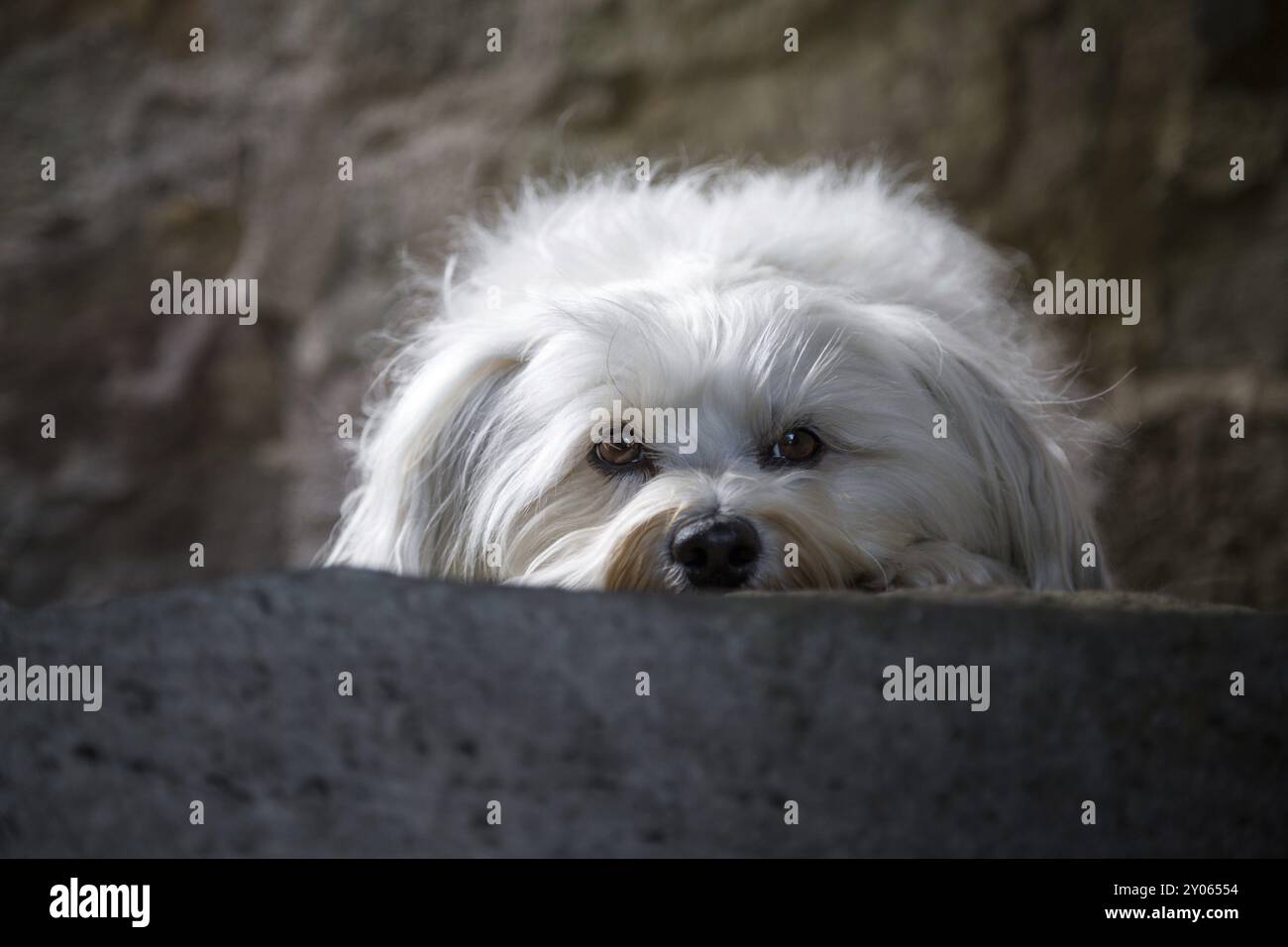 A small white dog lies on a stone step and looks into the camera Stock ...