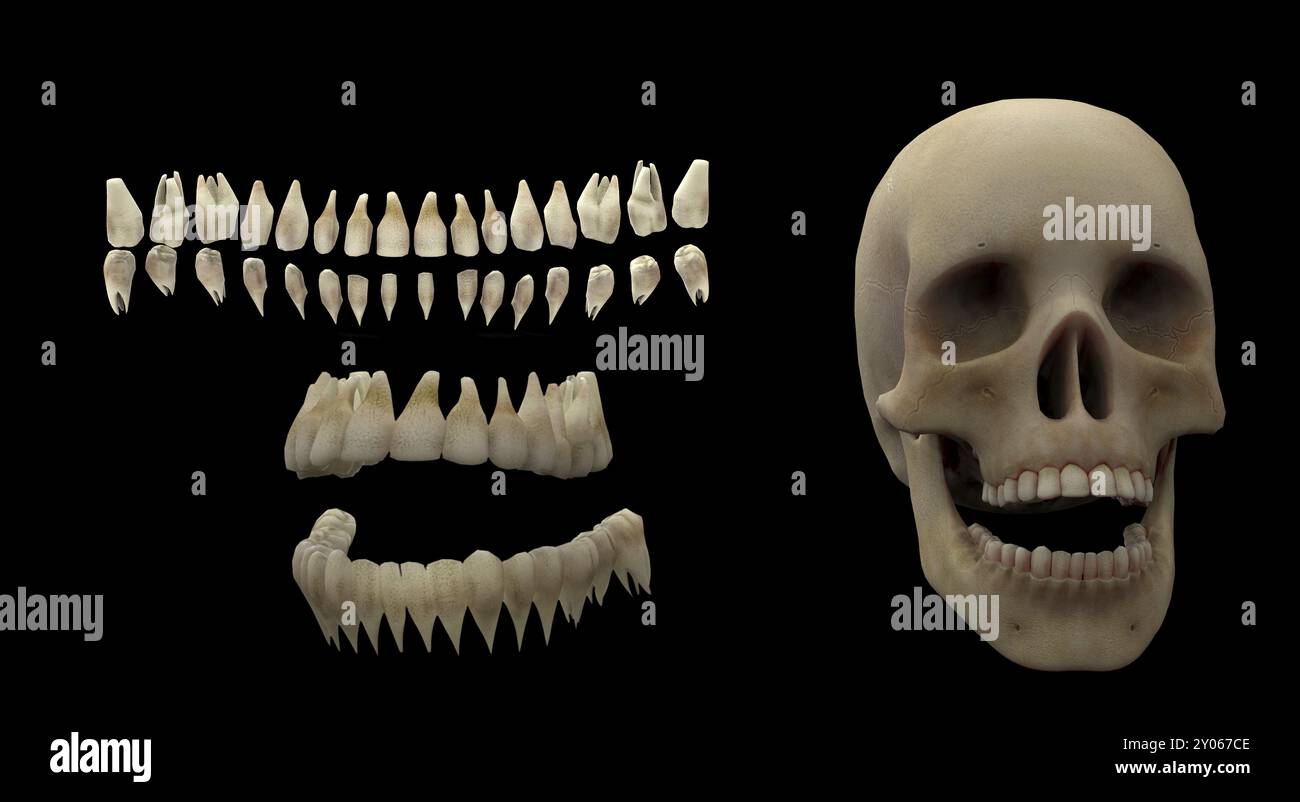 3D rendering of human teeth and skull Stock Photo