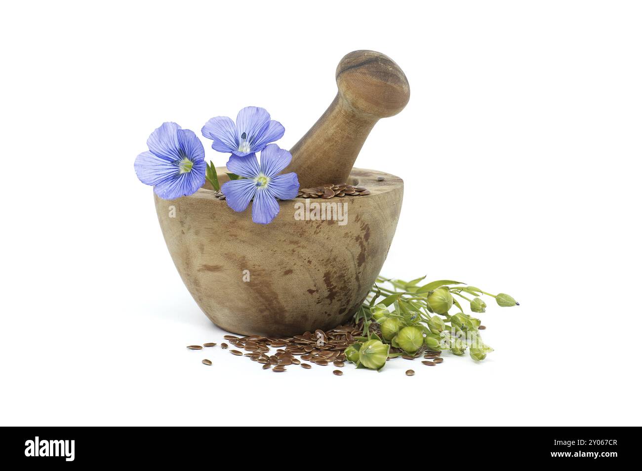 Wooden mortar filled with small brown flax seeds and a blue flax plant flowers alongside linseed fruit round capsules isolated on white background Stock Photo