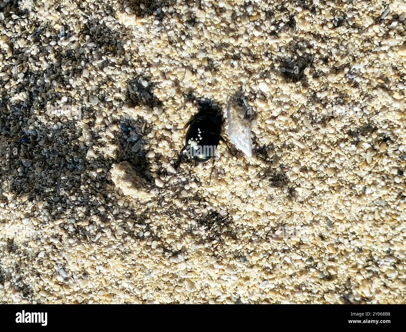 Beach Mini Insects a small black sand insect, a beach black bug seems like a beetle ...