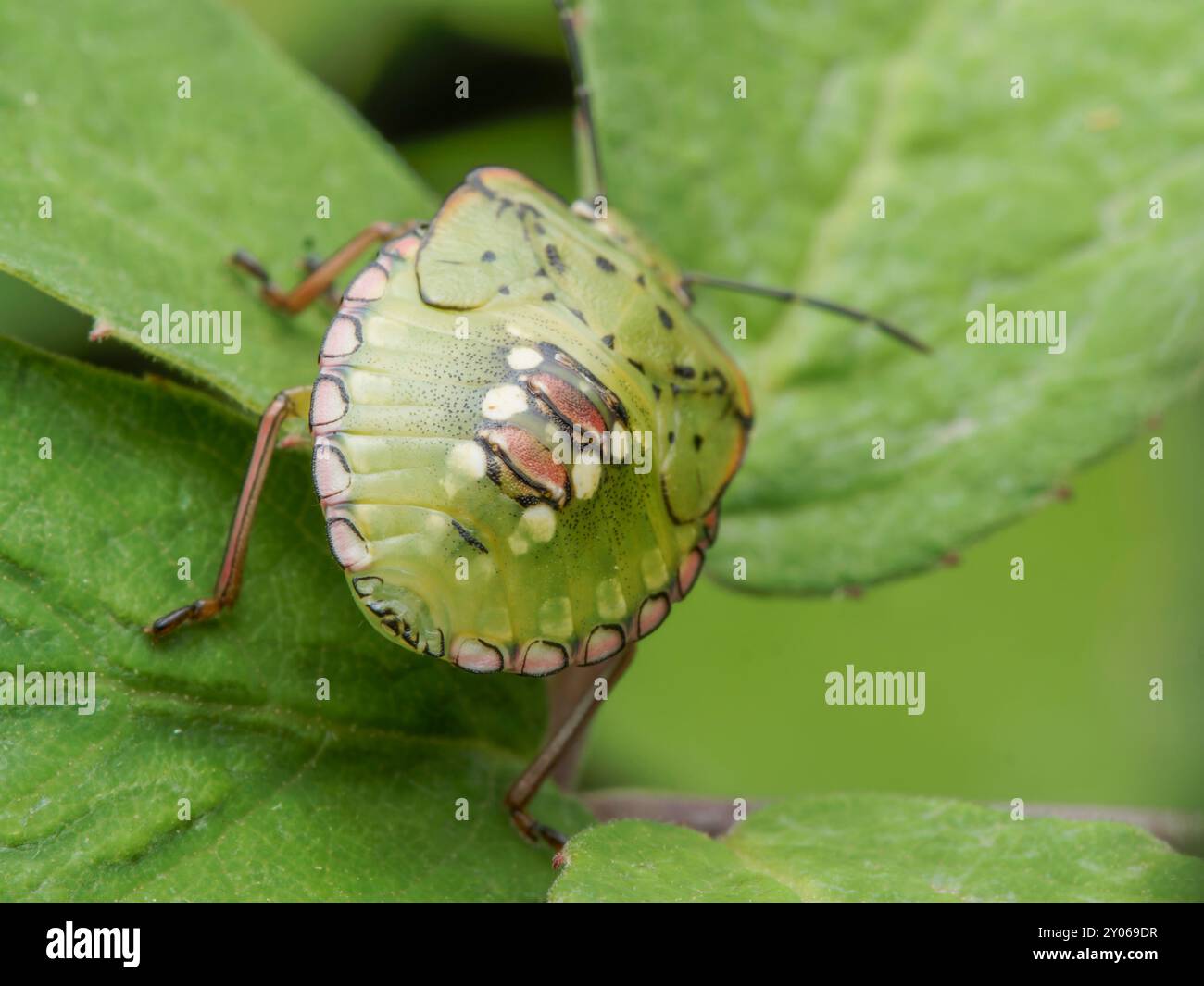 Pusta Insect Insect pest management hi-res stock photography and images - Alamy