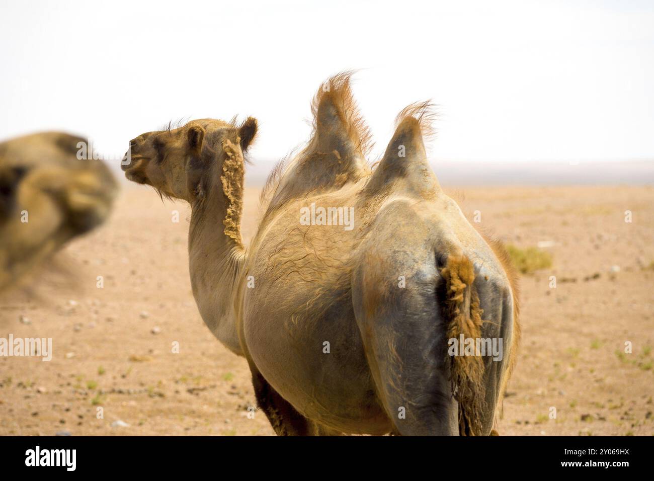Rear of a wild double hump bactrian camel wandering the Gobi Desert in ...