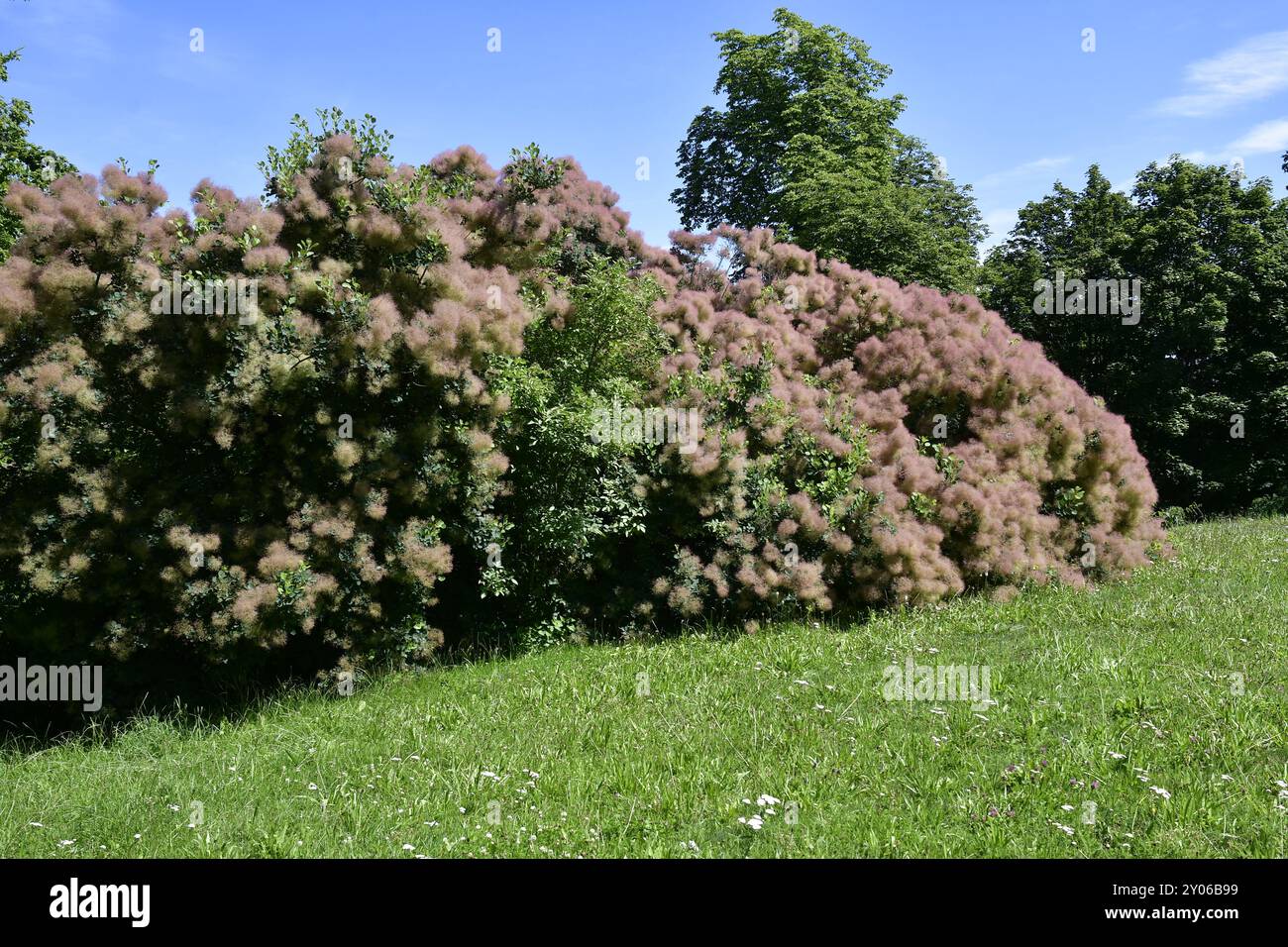 Green wig bush hotsell