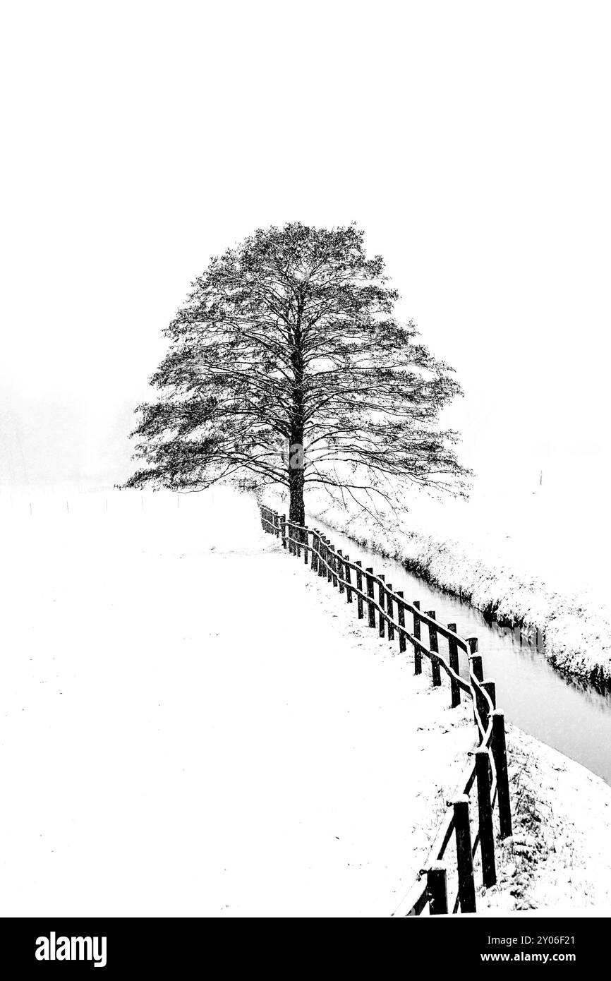 Deciduous tree in winter Stock Photo