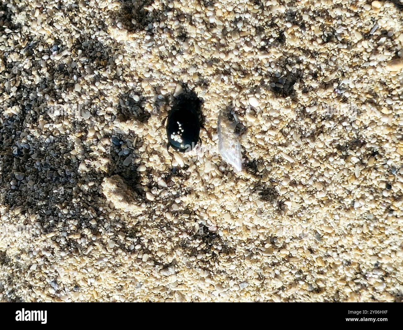 a small black sand insect, a beach black bug seems like a beetle ...