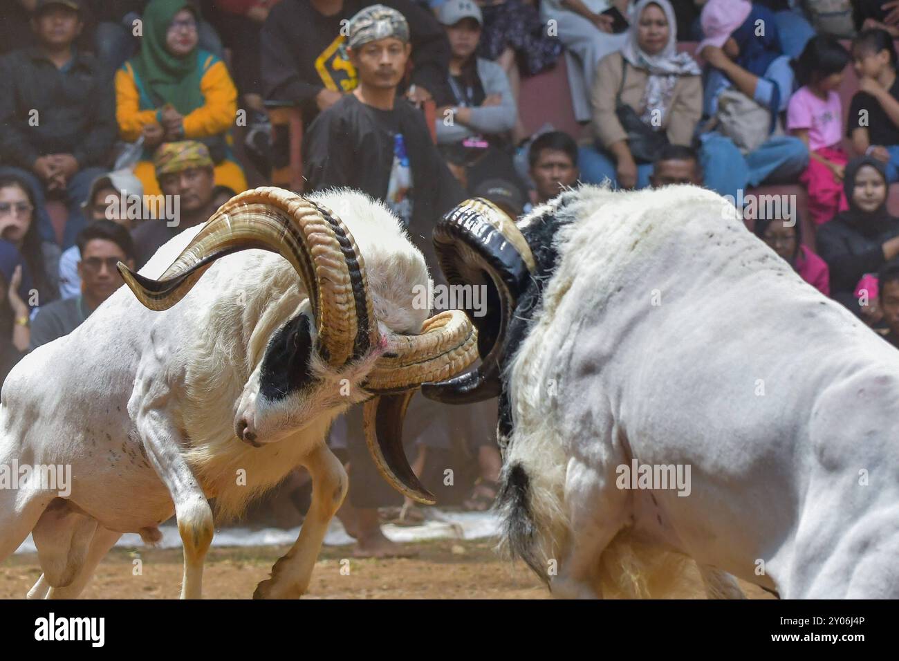 Two Rams Battleing Ram dass hi-res stock photography and images - Alamy