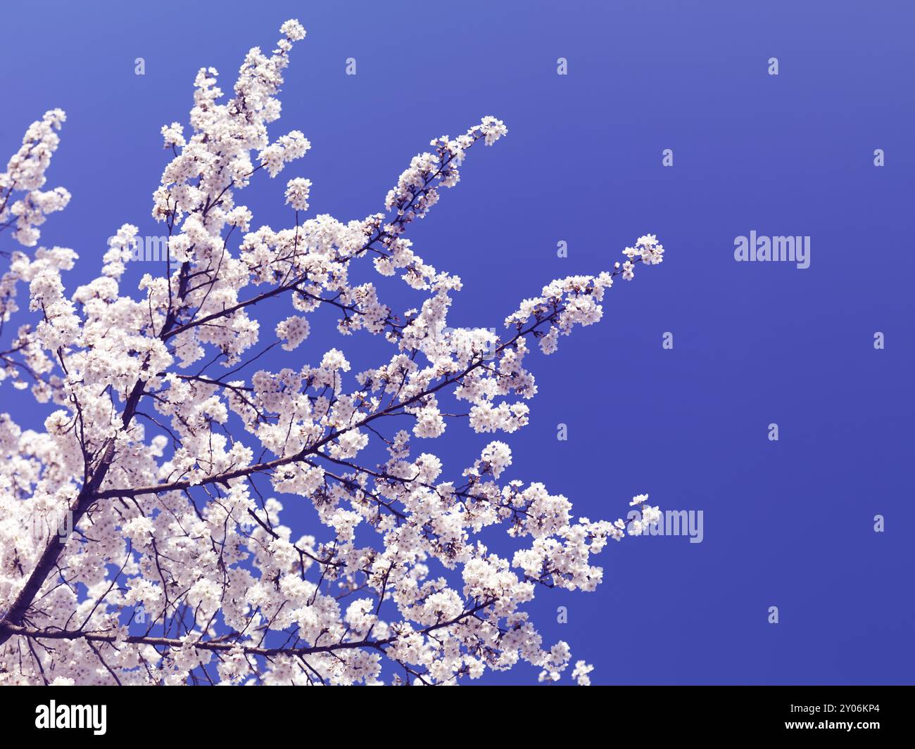 Cherry blossom over blue sky background. Blooming Japanese cherry tree ...