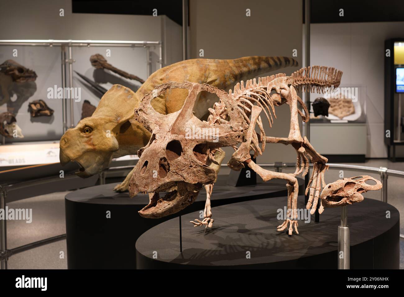 A display of two adult Protoceratops depicted fighting, at the University of Michigan Museum of Natural History Stock Photo