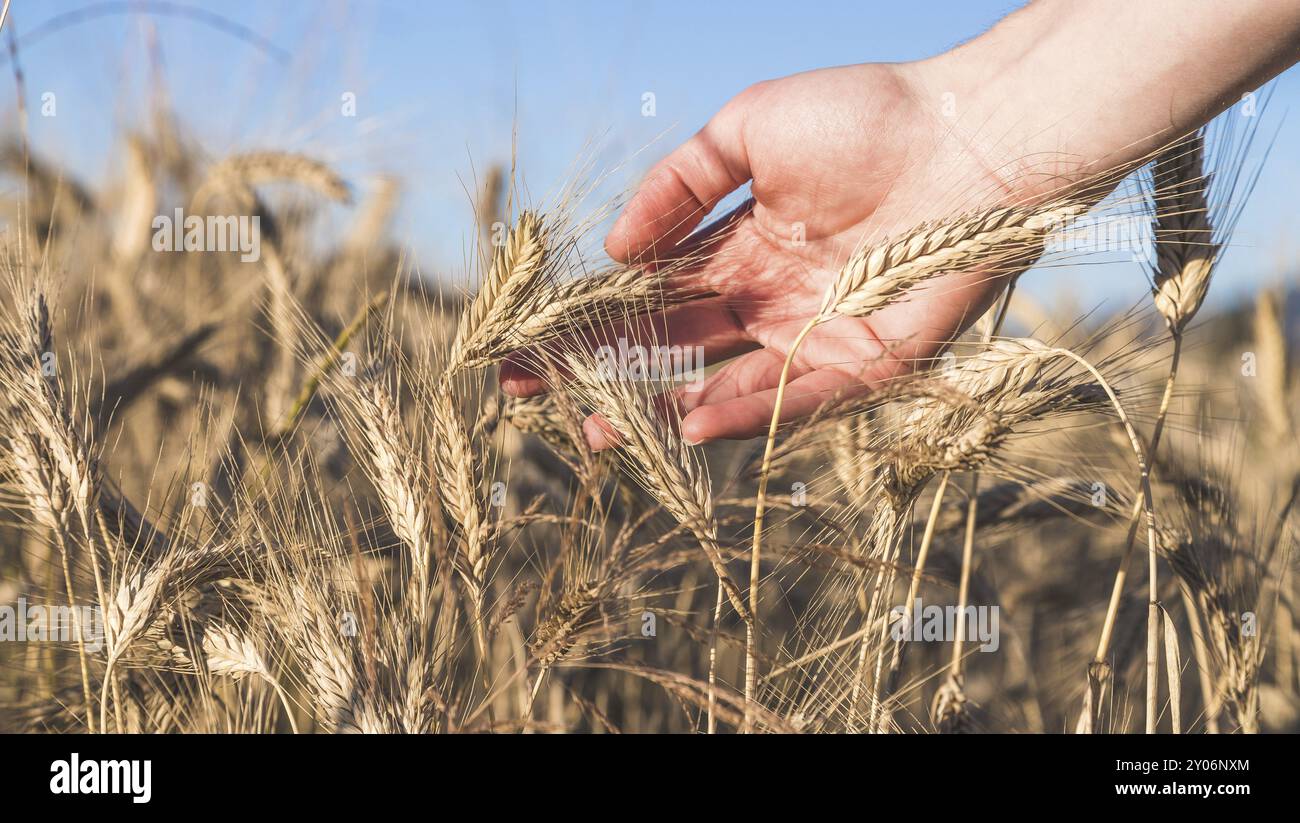 Farmer businessman in wheat hi-res stock photography and images - Alamy